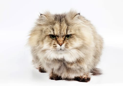 Persian cat chinchilla on white background