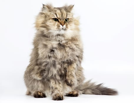 Persian cat golden chinchilla with one paw raised on white background