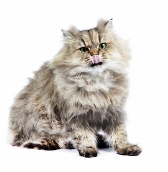 Persian cat golden chinchilla with tongueon white background