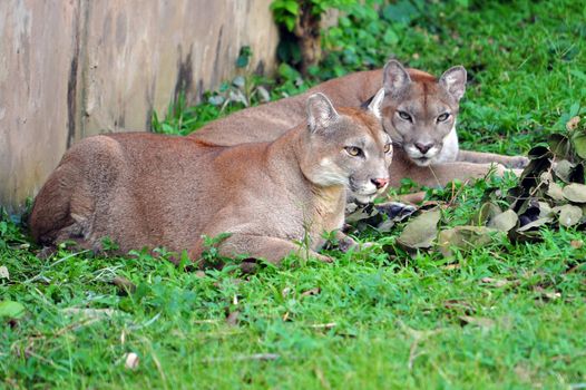 The cougar (Puma concolor), also known as puma, mountain lion, mountain cat, catamount or panther, depending on the region, is a mammal of the family Felidae, native to the Americas.