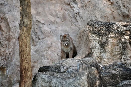 The cougar (Puma concolor), also known as puma, mountain lion, mountain cat, catamount or panther, depending on the region, is a mammal of the family Felidae, native to the Americas.