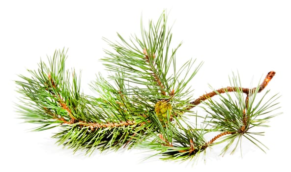 Green fir branch with fir cone isolated on white