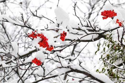 Branch of red ashberry in winter under snow