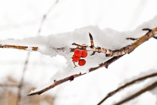 Red berries of rowan tree under snow in winter