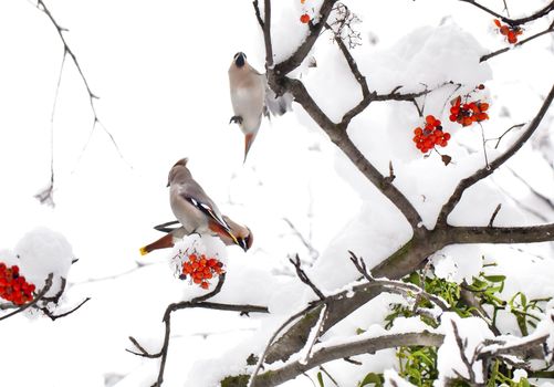 Three waxwings on ashberry tree branch in winter