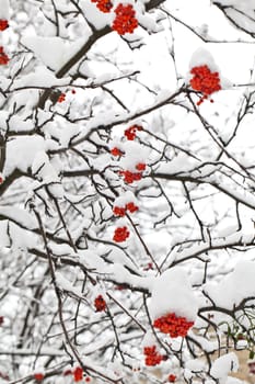 Winter ashberry branches under snow