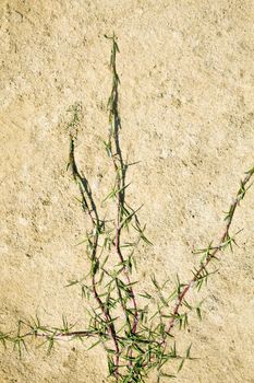 Any orientation generic creeping grass on beach sand texture background. Location of this shot was Goa India