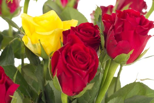 Bunch of roses