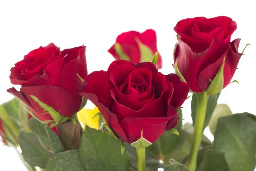 Bunch of roses