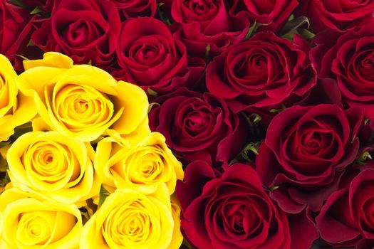 Closeup of roses