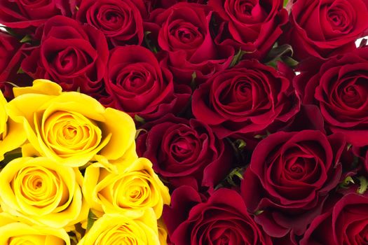 Closeup of roses