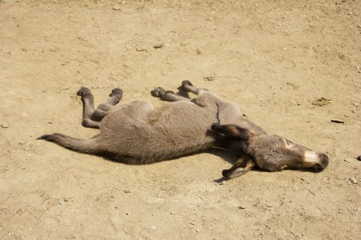 Young donkey rolling in dust