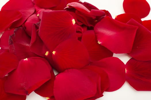 Rose petals