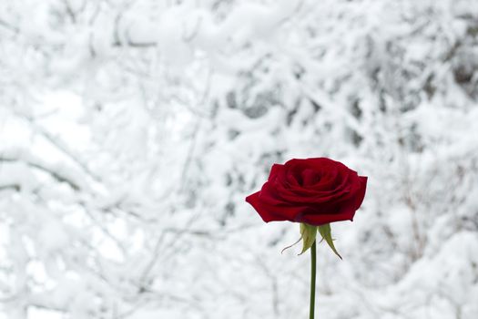 Rose in snowscape