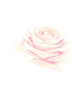 Isolated rose