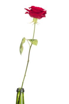 Rose in a glass bottle