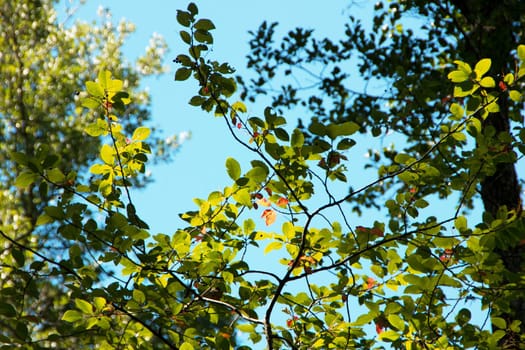 Leaves
