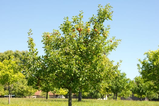 Apple tree