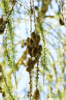 Closeup of a conifer