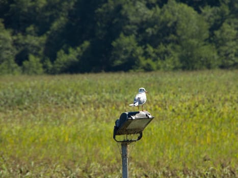 Gull sitting on a lamp