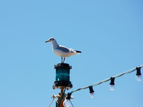 Gull sitting on a lamp