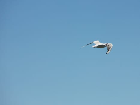 Flying gull
