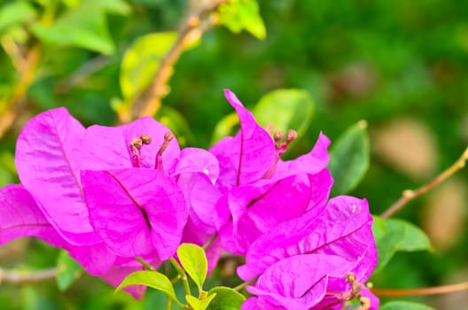 Bougainvillea glabra