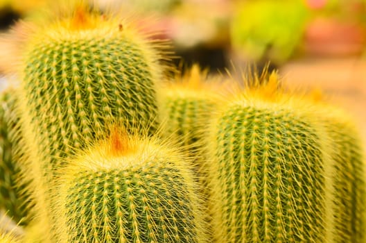 Cactus  in morning light.