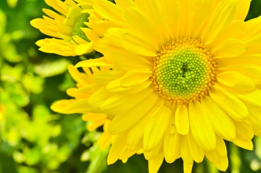 chrysanthemum closeup