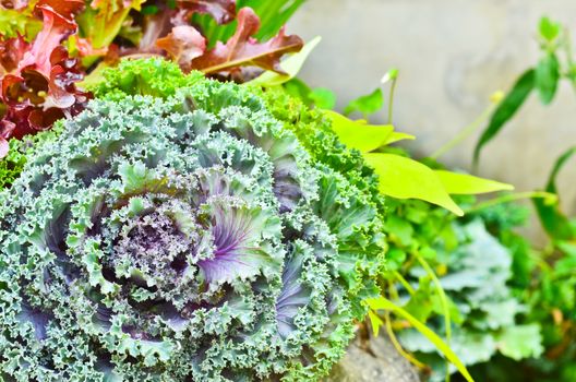 Cauliflower color