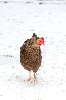 chicken walking in the winter snow