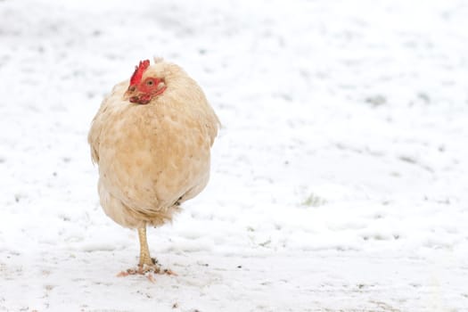 chicken walking in the winter snow