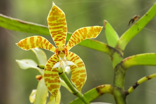 small orchid in farm at bangkok, thailand