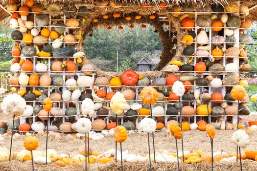 Pumpkins with different colours