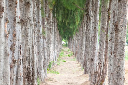 pathway with pine tree pattern on sideway
