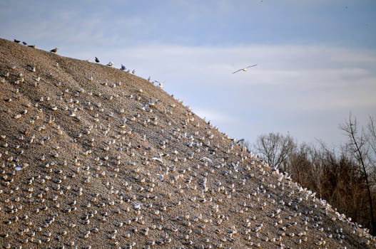 Birds on gravel pile