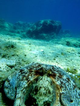 Underwater landscape with octopus in bottom of the picture