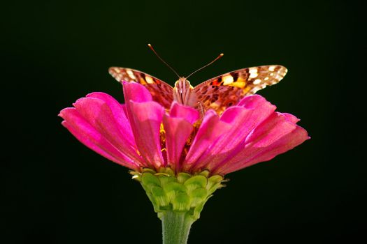 Butterfly on nice flover on face wiev