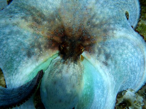 underwater shoot of the scared octopus in croatia