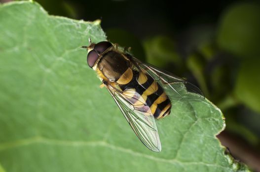 Honey Bee at grean leaf
