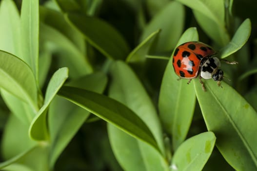 Lady Bug at grean leaf