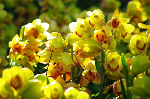 Nice orchid in North of Thailand