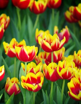 Tulip flower in the garden