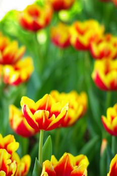 Tulip flower in the garden