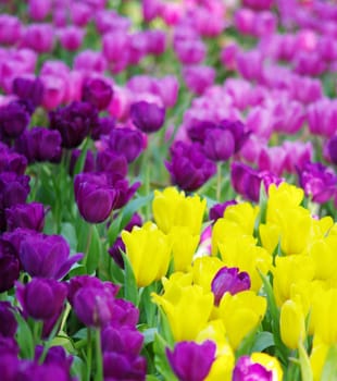 Colorful Tulip in the garden