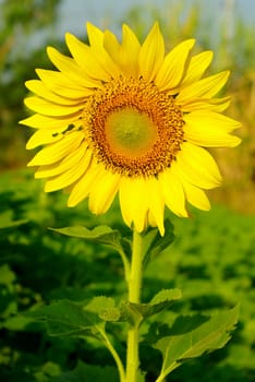 Sunflower in the farm