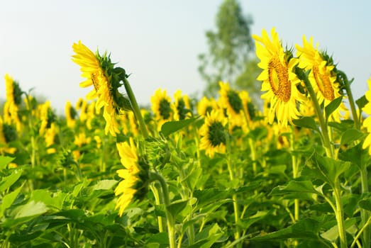 Sunflower in the farm