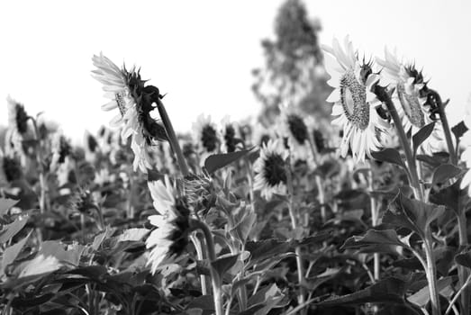 Sunflower in the farm
