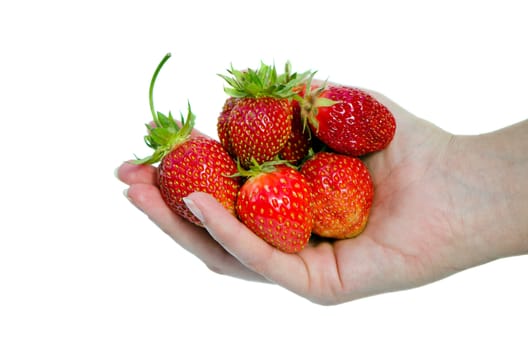 woman hand hold red ripe strawberries in hand isolated on white background.