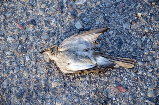 Dead flycatcher bird killed by car lie on asphalt road.